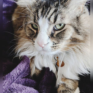 Meet your Posher, Analise